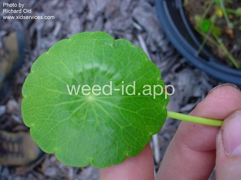pennywort, whorled